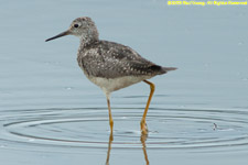 yellowlegs